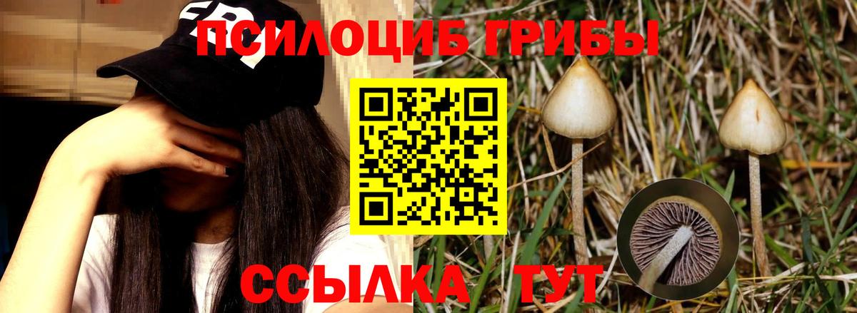 Псилоцибиновые грибы GOLDEN TEACHER  Вход с VPN  Галлюциногенные грибы Cubensis  магазин продажи   Лосино-Петровский 